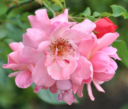 Rosa Mrchenland floribunda nice clup